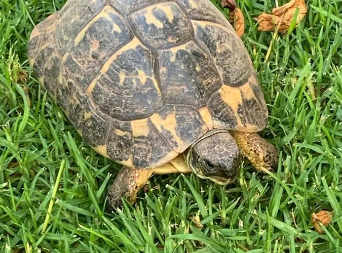 Quatre Vents * Punta Prima (Menorca)